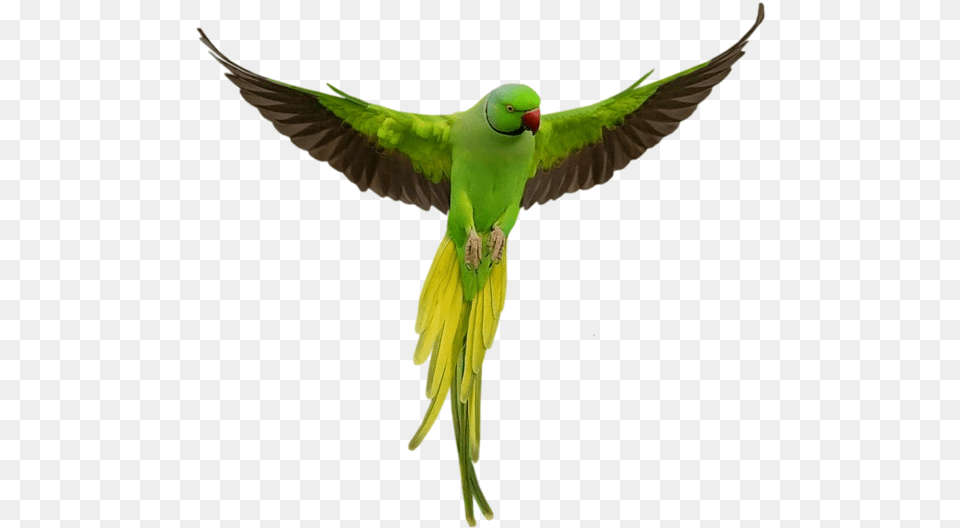 Parrots Transparent Images Green Parrot, Animal, Bird, Parakeet Free Png Download