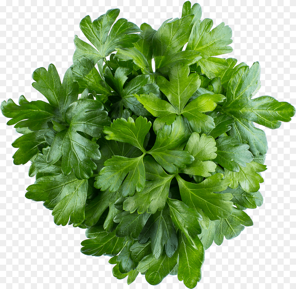 Parsley, Herbs, Plant Free Transparent Png