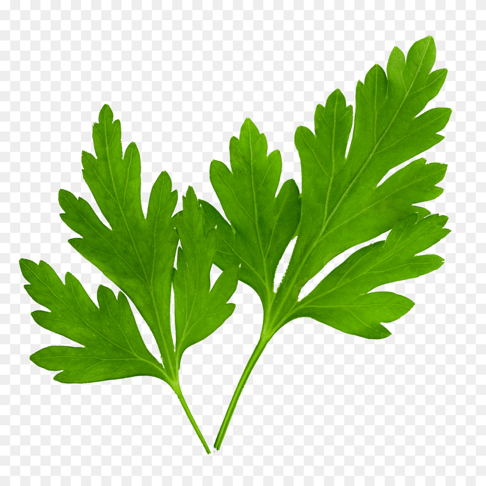 Parsley Free Png