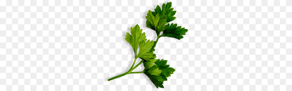 Parsley, Herbs, Plant Png Image