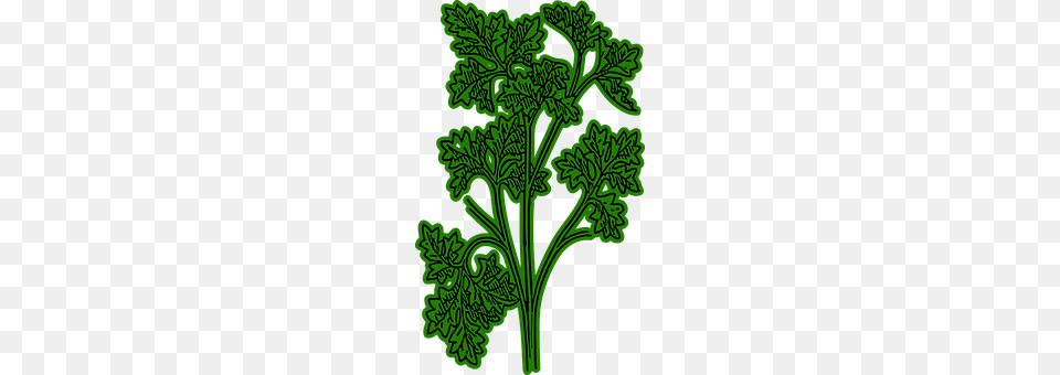 Parsley Herbs, Plant, Herbal, Dynamite Png