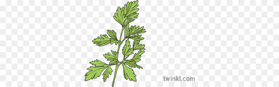 Parsley 2 Illustration Parsley Black And White, Herbs, Plant, Herbal, Leaf Png