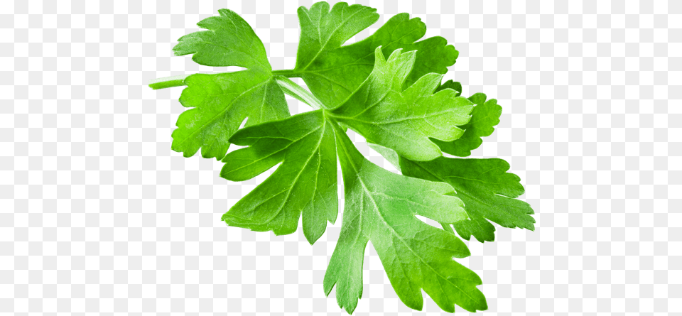 Parsley, Herbs, Plant Free Png Download