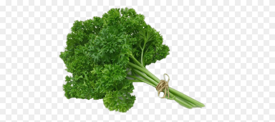Parsley, Herbs, Plant Png
