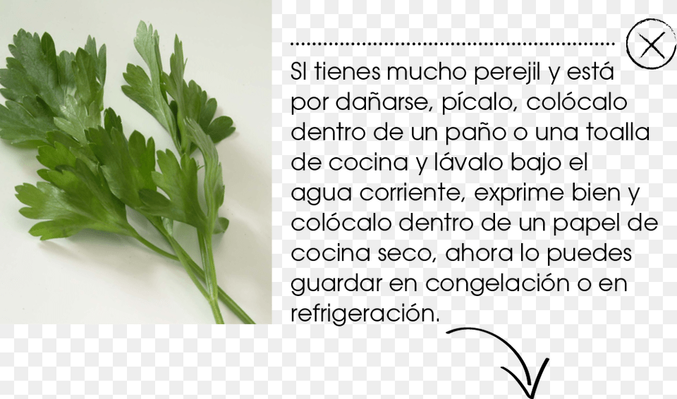 Parsley, Herbs, Plant Free Png