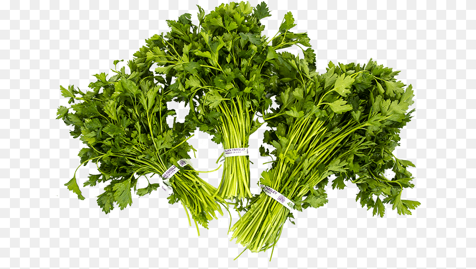Parsley, Herbs, Plant Png Image