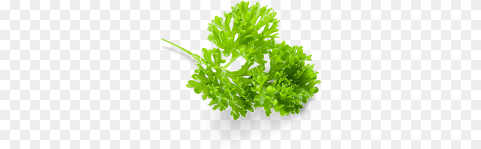 Parsley, Herbs, Plant Free Png