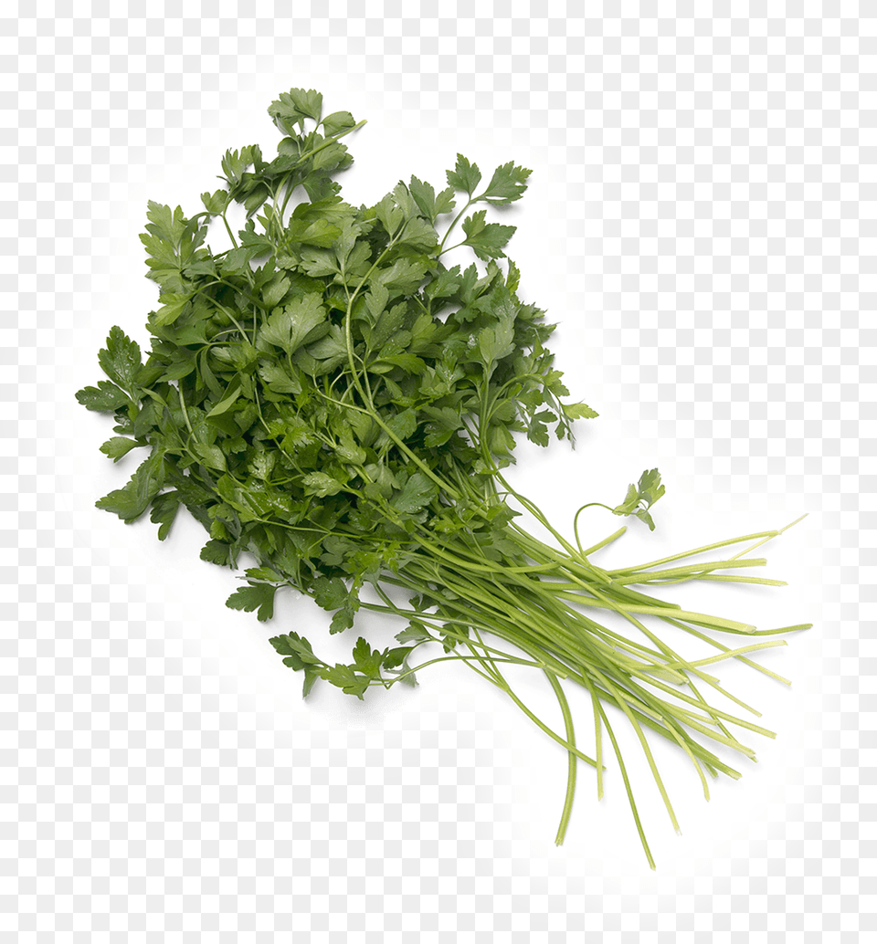 Parsley, Herbs, Plant Png