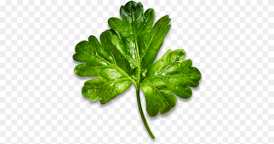 Parsley Bowery Farming Buttercup, Herbs, Leaf, Plant Free Transparent Png