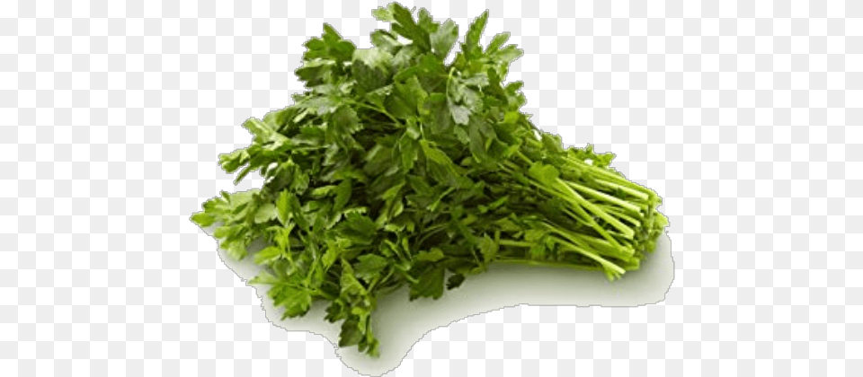 Parsley Bunch Fines Herbes, Herbs, Plant Free Png Download