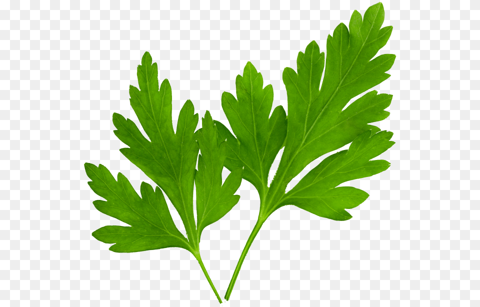 Parsley Cilantro, Herbs, Plant Png Image