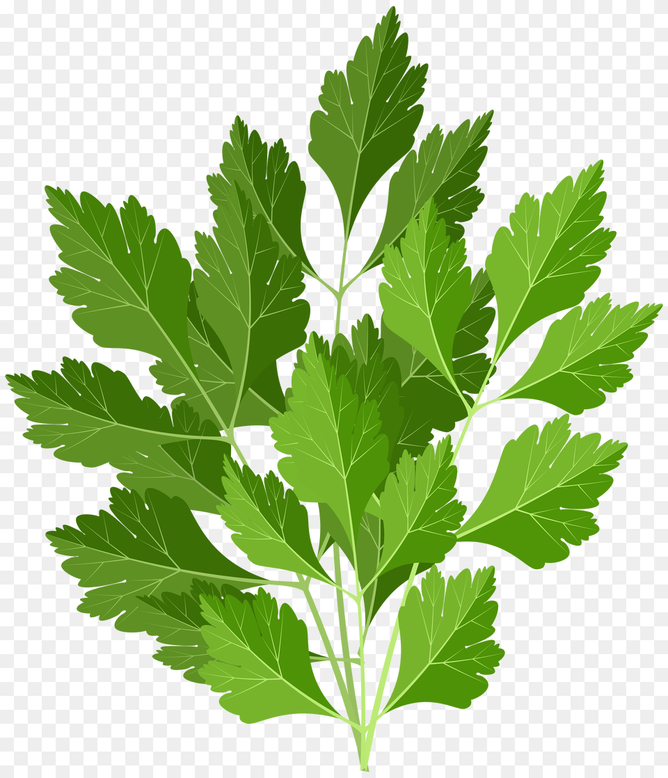 Parsley Clip Art Free Png