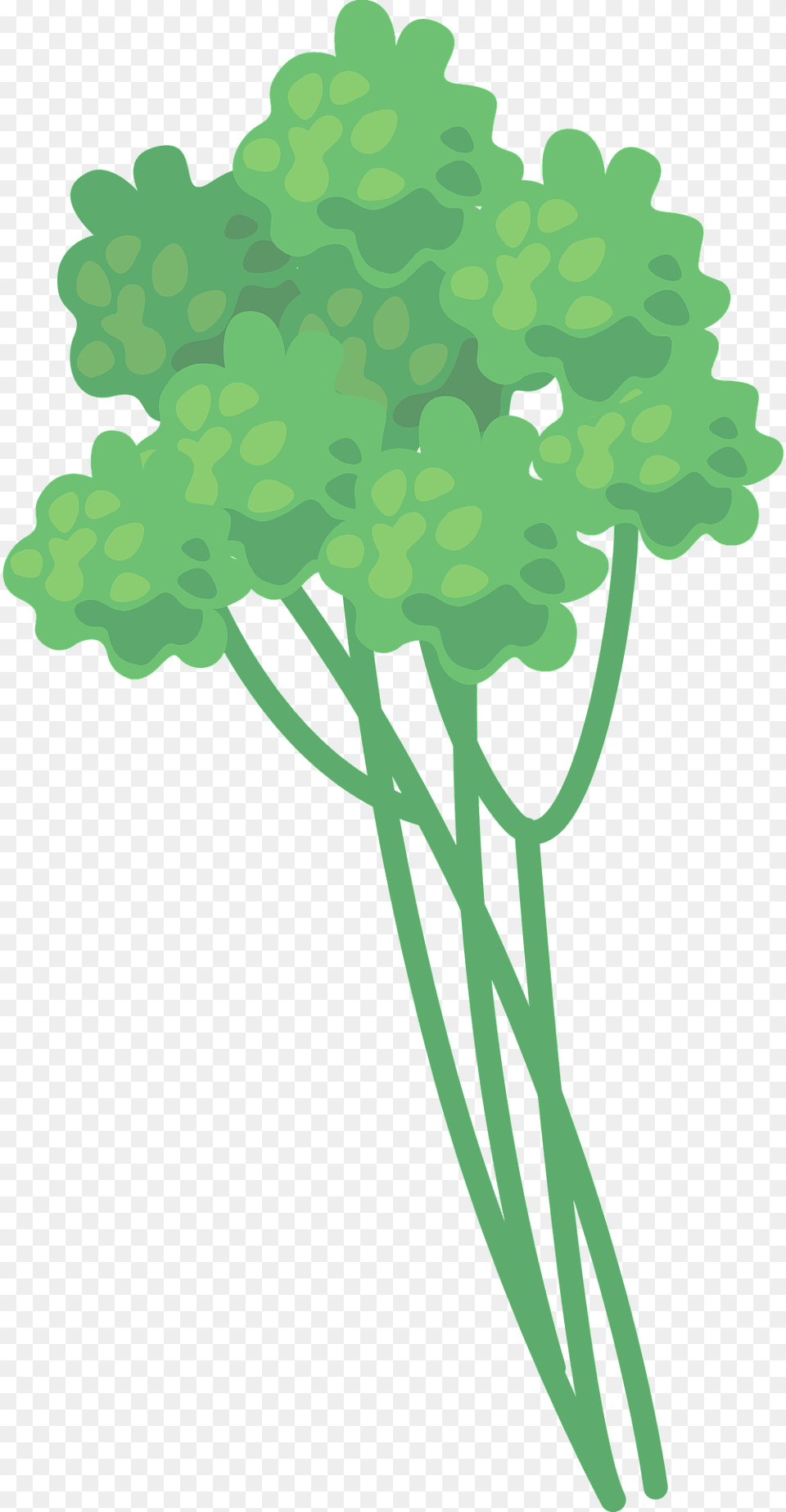 Parsley Clipart, Herbs, Plant Png Image