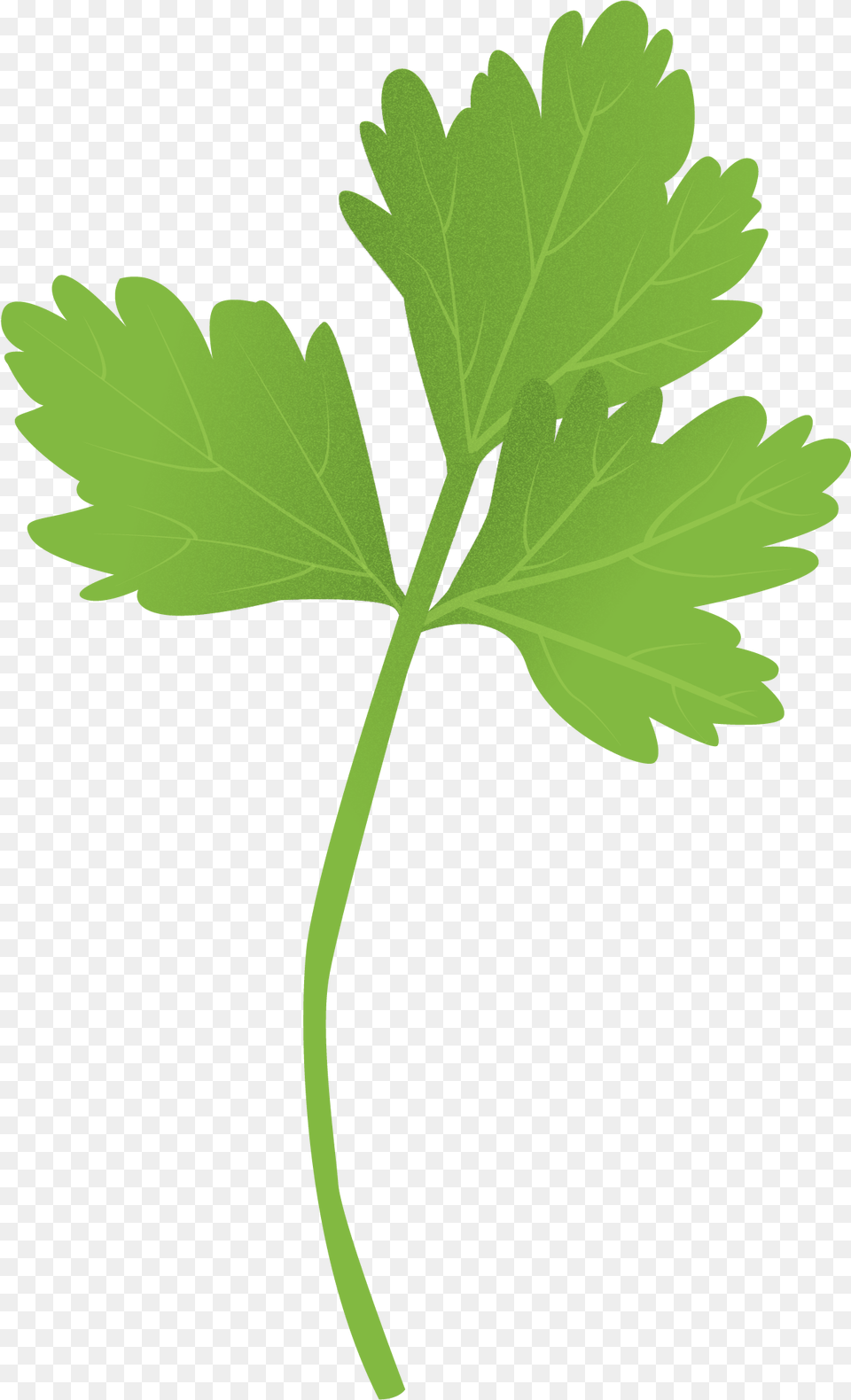 Parsley Clipart Parsley Clipart, Herbs, Plant Free Png