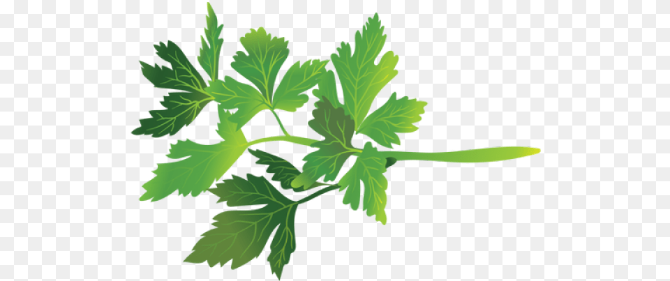 Parsley Clipart Transparent Parsley, Herbs, Plant, Person Free Png Download