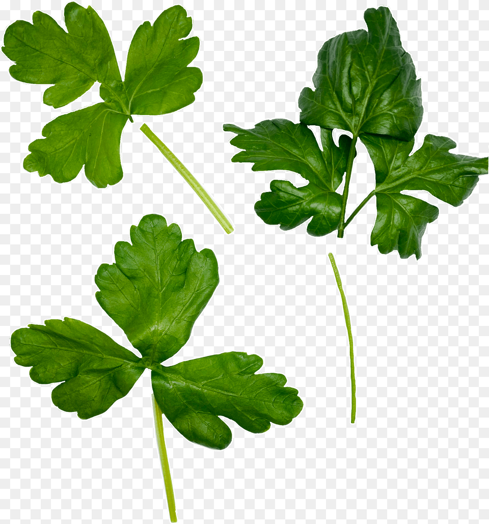 Parsley Coriander, Herbs, Plant, Leaf Png Image