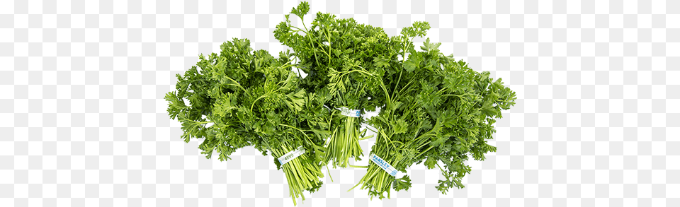 Parsley Curly Coriander, Herbs, Plant, Herbal Free Transparent Png