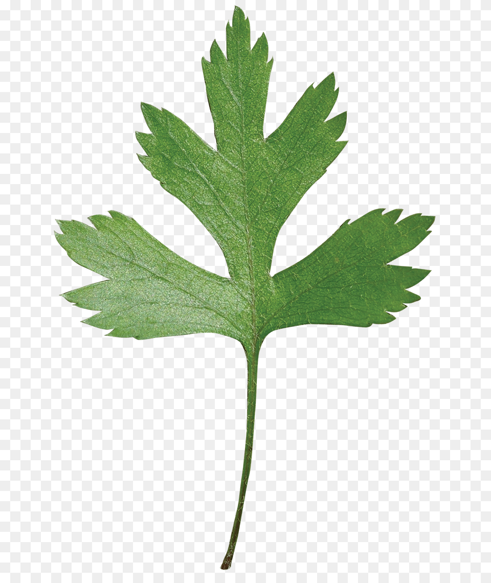 Parsley Hawthorn Friends Of The Louisiana State Arboretum, Plant, Herbal, Herbs, Leaf Png Image