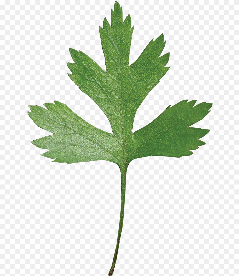 Parsley Hawthorn Leaf, Herbs, Plant Png