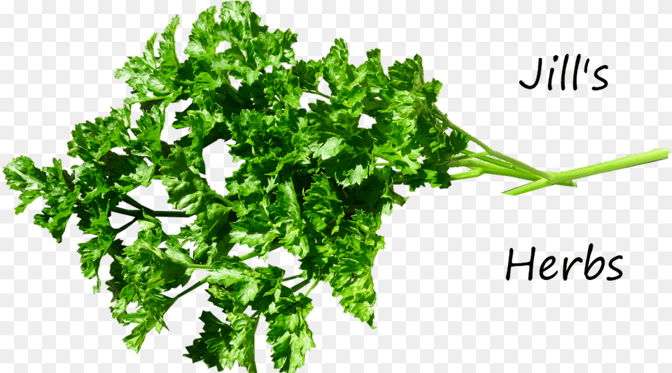 Parsley Herb Pure Herbs, Plant Png Image