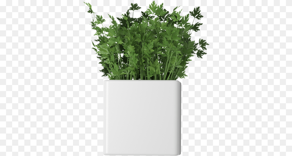Parsley In Flower Pots Garden, Herbs, Plant, Potted Plant, Pottery Png Image