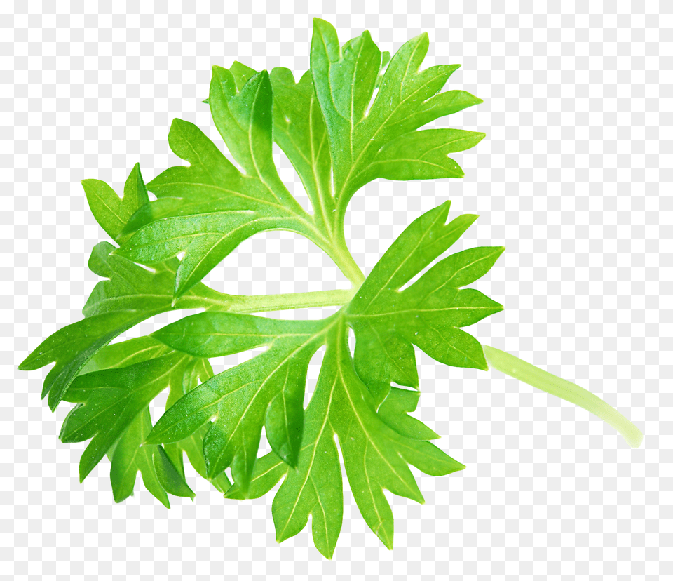 Parsley Leaf Image, Herbs, Plant, Herbal Free Png Download