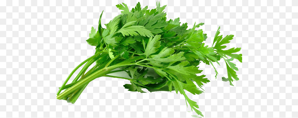 Parsley Leaves, Herbs, Plant Free Png Download