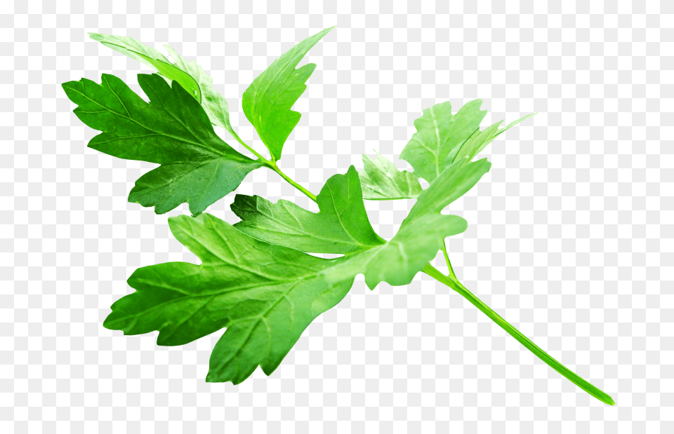 Parsley Leaves, Herbs, Plant, Leaf Png