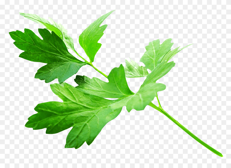 Parsley Leaves Image, Herbs, Plant, Leaf Png