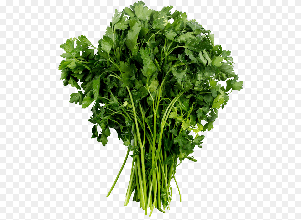 Parsley Plant, Herbs, Cilantro, Food Png Image
