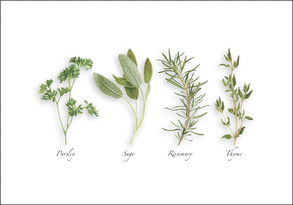 Parsley Sage Rosemary Amp Thyme Parsley Sage Rosemary And Thyme Drawing, Herbal, Herbs, Leaf, Plant Free Transparent Png