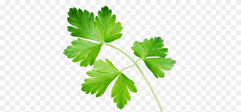 Parsley Spice Use Plant Petersilie, Herbs, Leaf Free Png Download