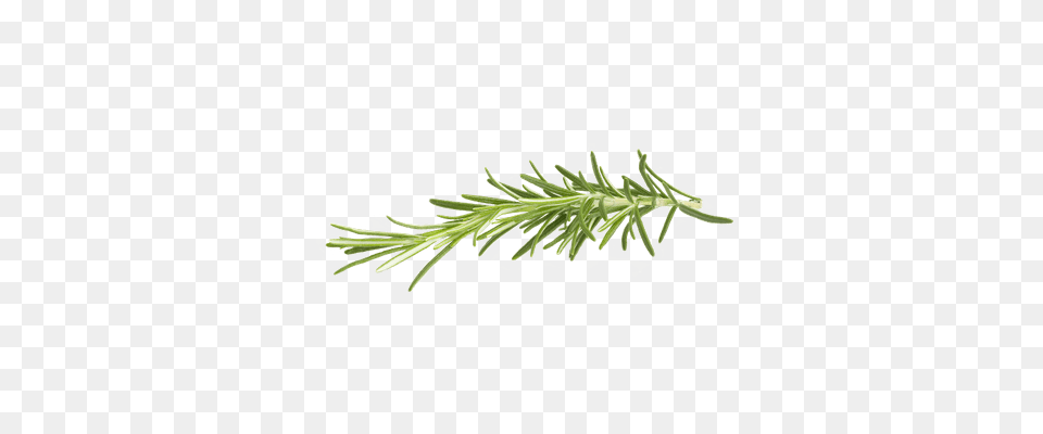 Parsley Transparent, Conifer, Tree, Plant, Outdoors Png