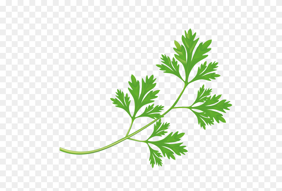 Parsley Image, Herbs, Plant Free Transparent Png
