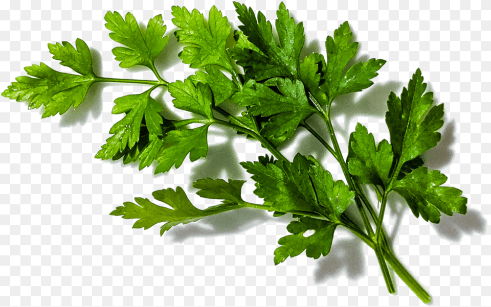 Parsley Water Celery, Herbs, Plant Free Transparent Png