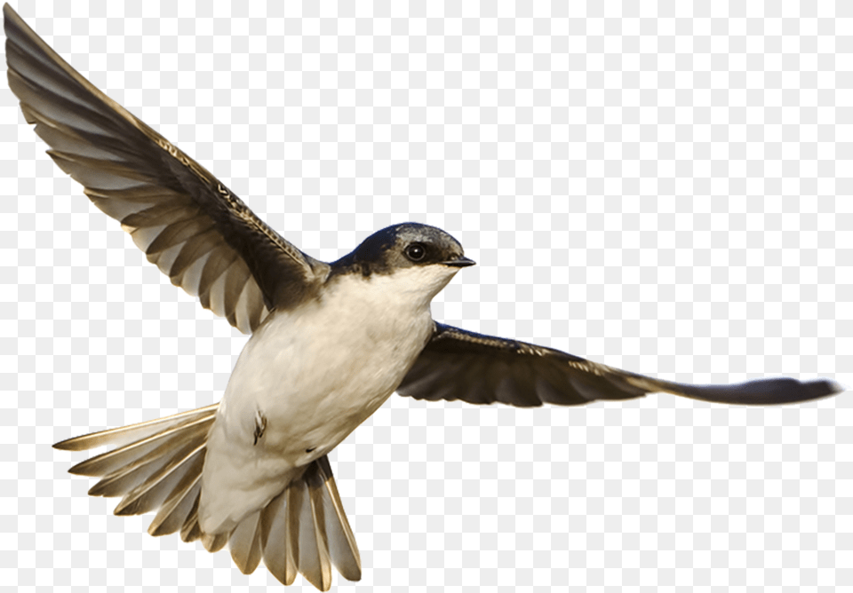 Part 11 Banner Osprey, Animal, Bird, Flying, Swallow Free Transparent Png