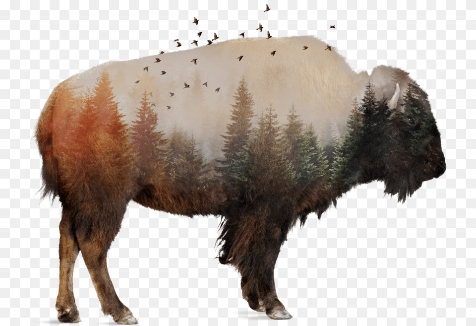 Part Of A Buffalo, Animal, Mammal, Wildlife, Bison Png Image