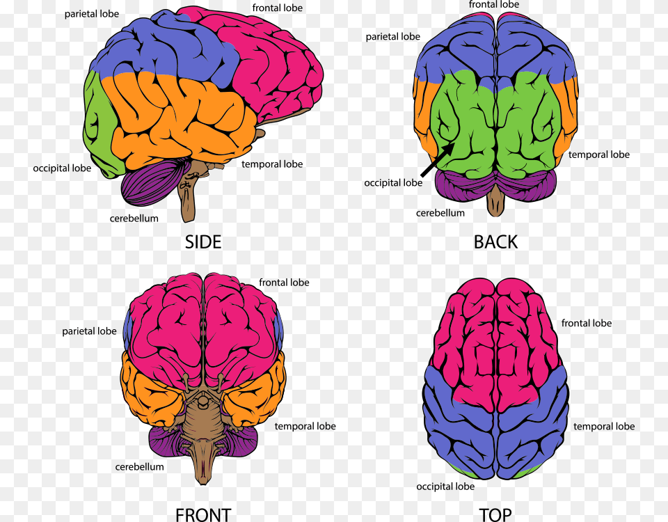 Part Of The Brain Controls Reading, Art, Flower, Plant, Rose Free Png