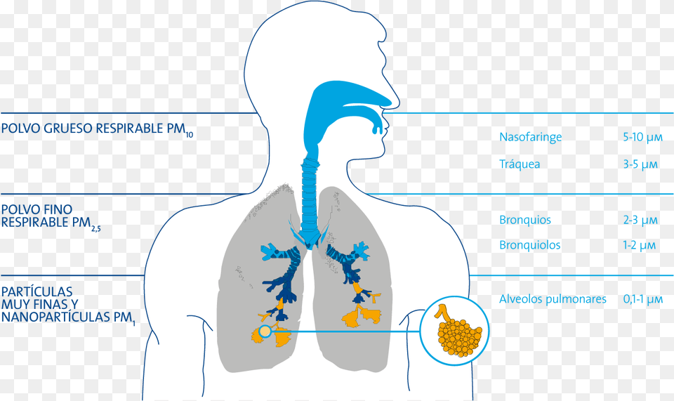 Partculas En Las Vas Respiratorias Illustration, Head, Body Part, Face, Person Free Png