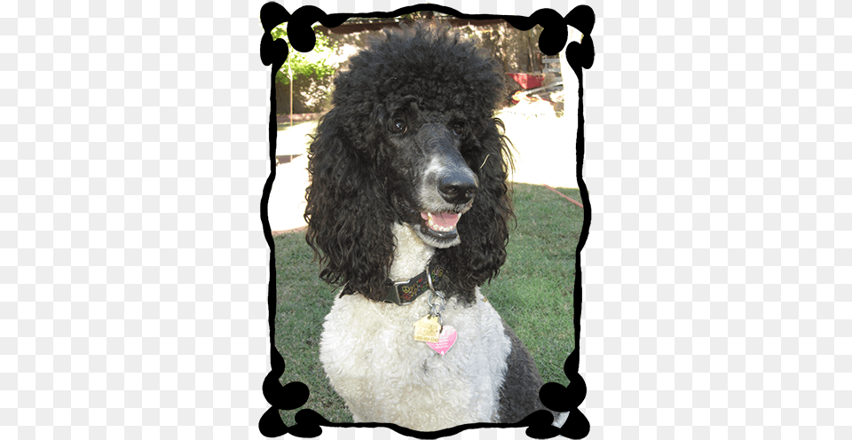 Parti Poodles In Chico California Sire Poodle, Animal, Canine, Dog, Mammal Free Png Download