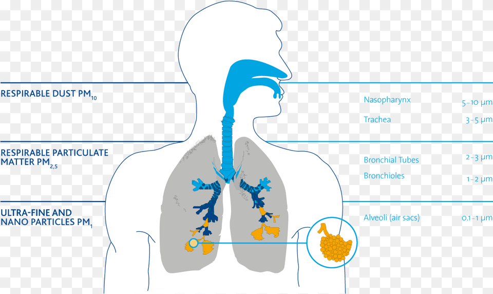Particles In The Respiratory Tract Pm Particles Respiratory Tract, Body Part, Person, Face, Head Png