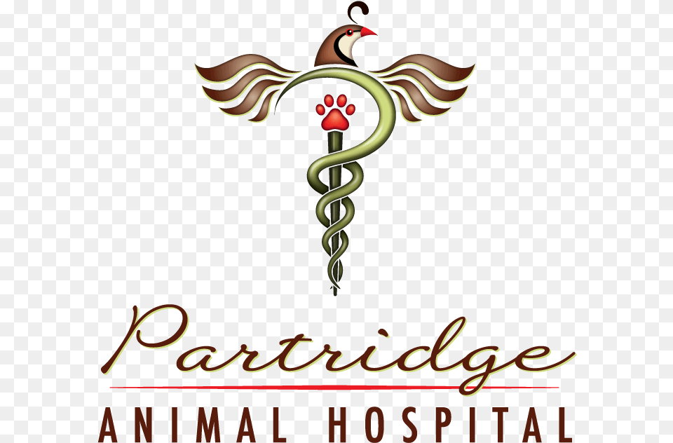 Partridge Animal Hospital Illustration, Bird Free Transparent Png