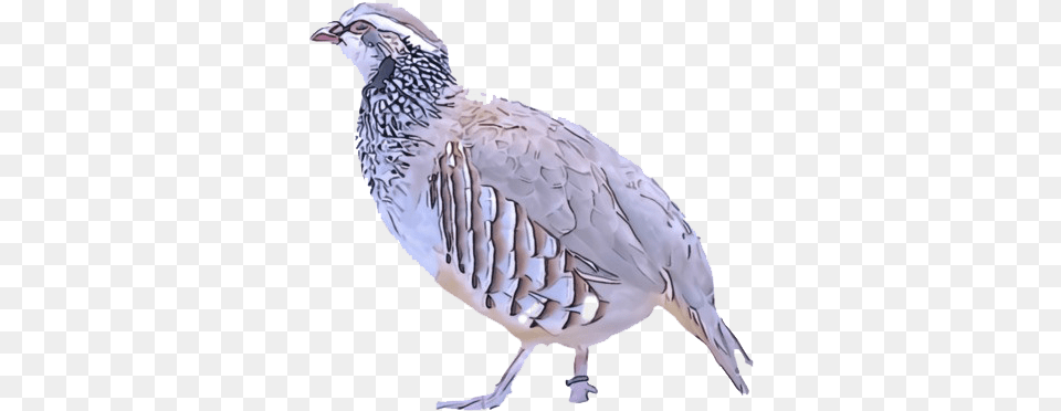 Partridge Background Quail, Animal, Bird Png Image