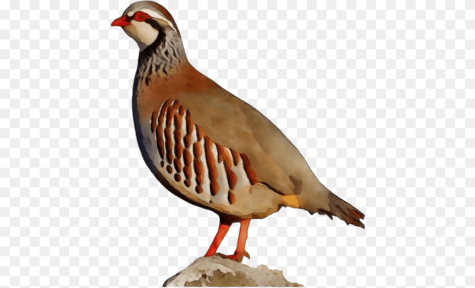 Partridge Transparent Hd Photo Partridge, Animal, Bird, Quail Free Png