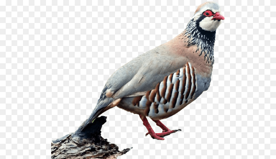 Partridge Transparent Image Partridge, Animal, Bird Free Png