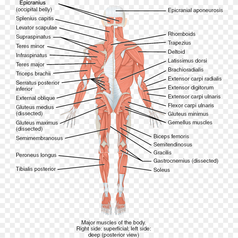 Parts And Functions Of Musculoskeletal System, Chart, Plot, Adult, Male Free Png Download