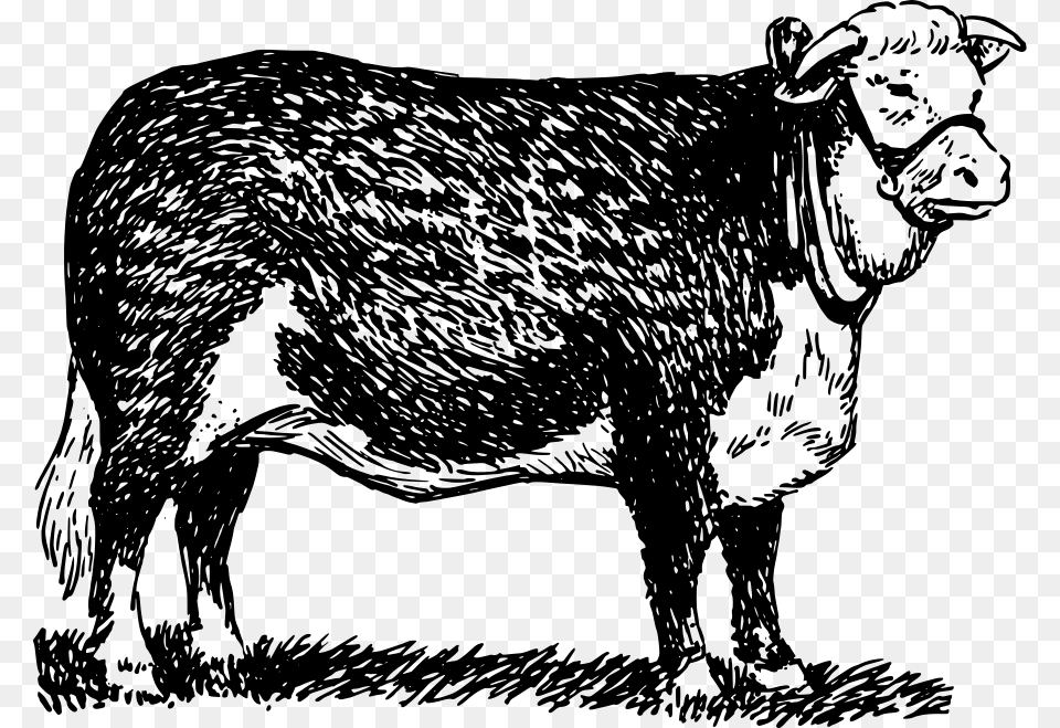 Parts Of A Bull Diagram, Gray Png