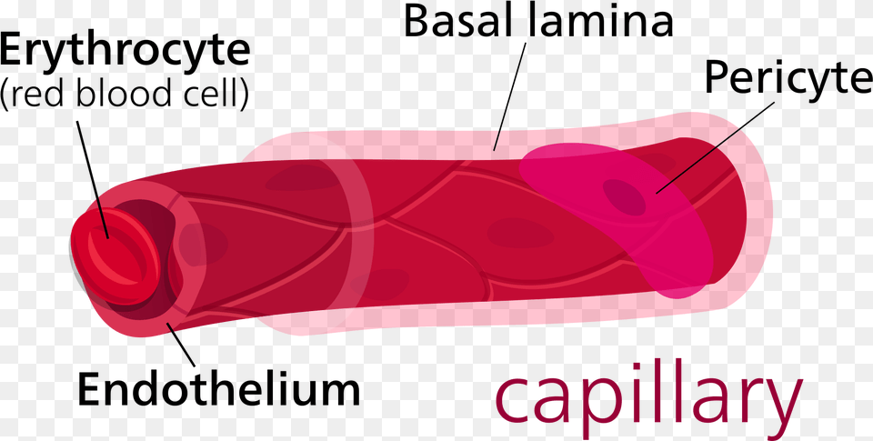Parts Of A Capillary, Dynamite, Weapon Png Image