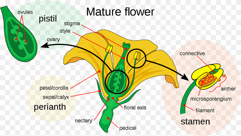 Parts Of A Flower, Animal, Bee, Insect, Invertebrate Free Png Download