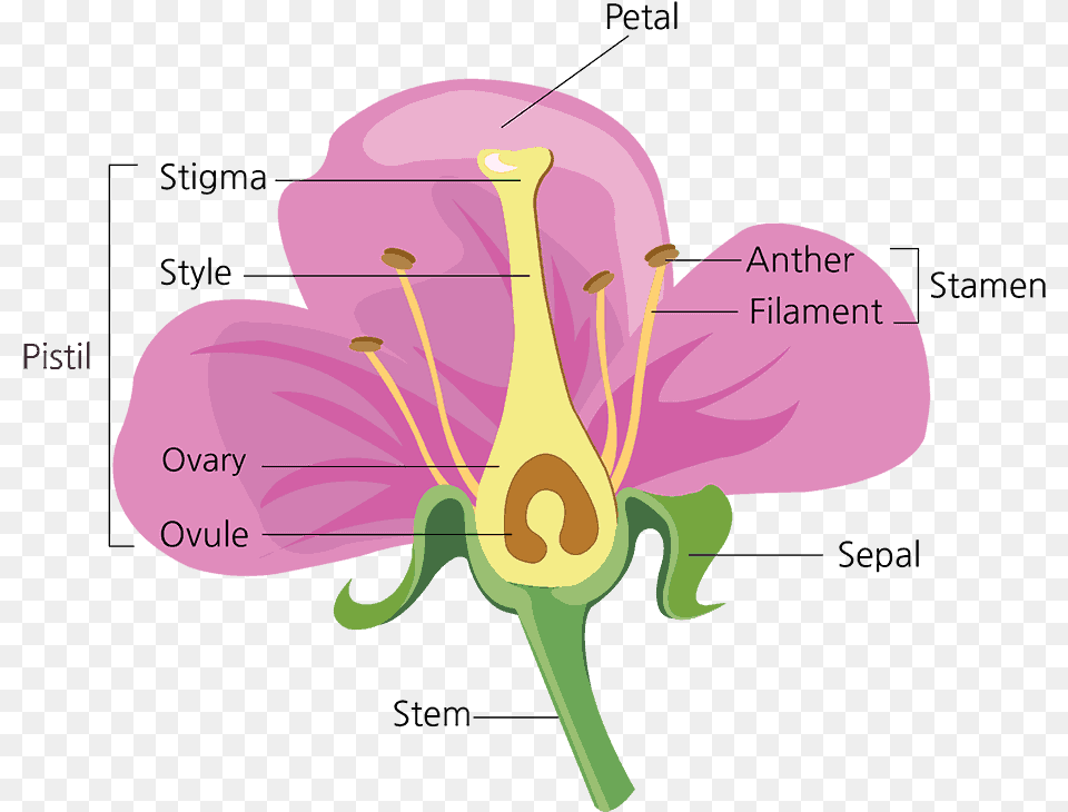Parts Of A Flower And Their Functions With Diagram Green Diagram Parts Of A Flower, Anther, Geranium, Petal, Plant Png